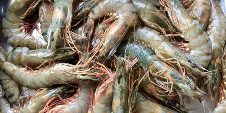 kamado bbq big green egg recept gambas gerookt sinaasappelhout - Gamba’s gerookt op sinaasappelhout
